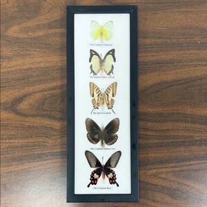 Framed Butterfly Display with Black Frame